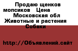 Продаю щенков мопсиков › Цена ­ 23 000 - Московская обл. Животные и растения » Собаки   